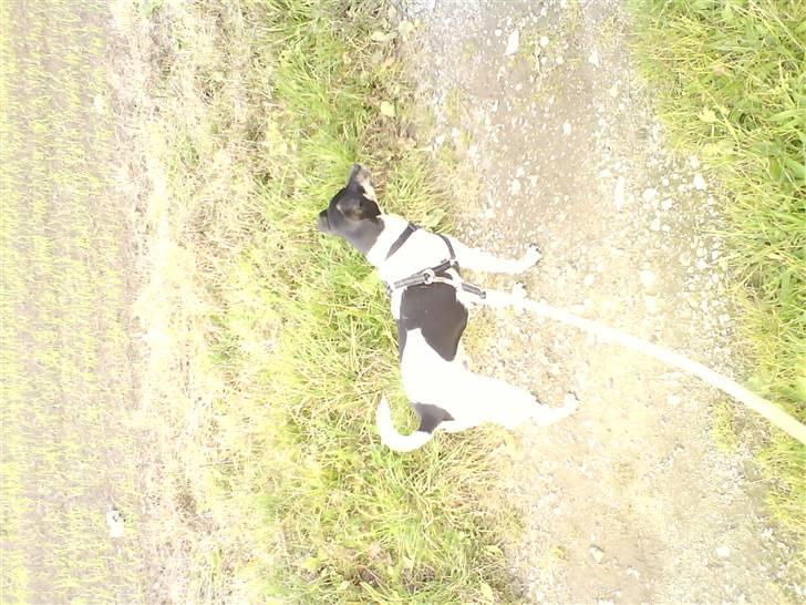 Dansk svensk gaardhund Max *givet væk* :'( - min lille vovse. billede 3