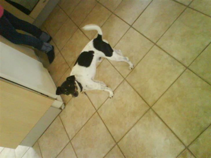 Dansk svensk gaardhund Max *givet væk* :'( - min skaaat<3 billede 4