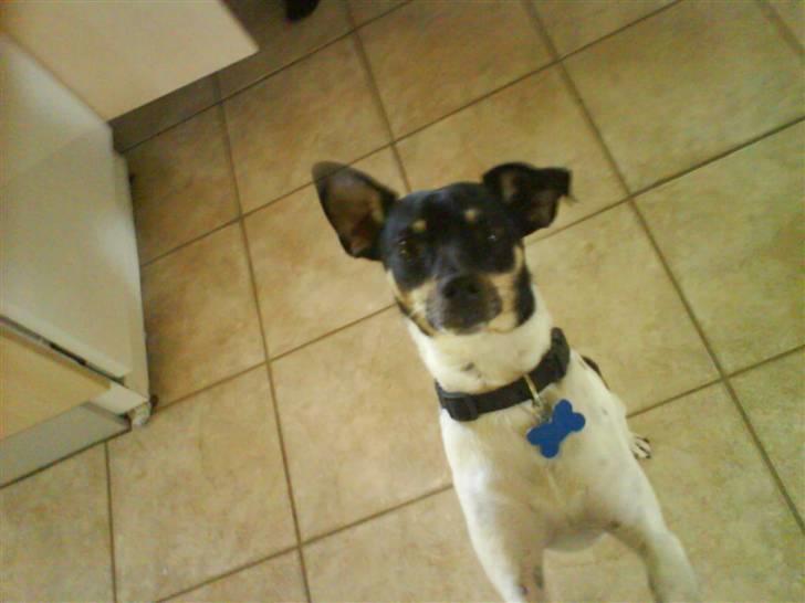 Dansk svensk gaardhund Max *givet væk* :'( - du skønno billede 5