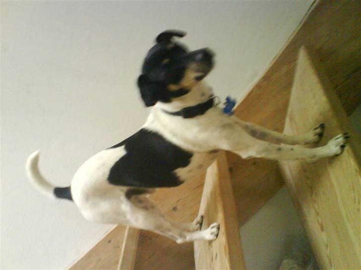 Dansk svensk gaardhund Max *givet væk* :'( billede 6