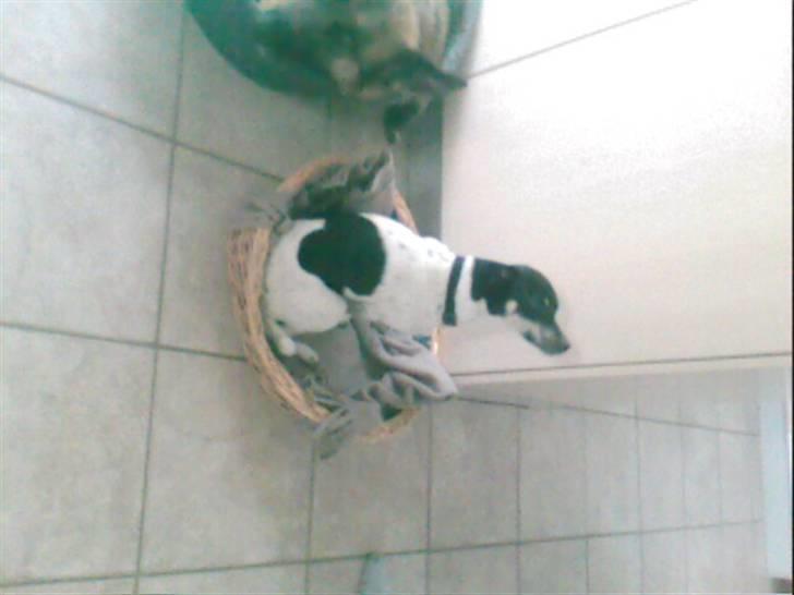 Dansk svensk gaardhund Max *givet væk* :'( billede 7