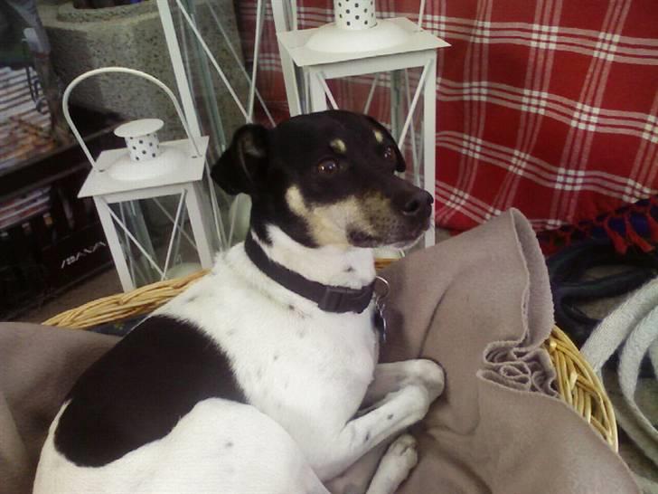 Dansk svensk gaardhund Max *givet væk* :'( billede 8