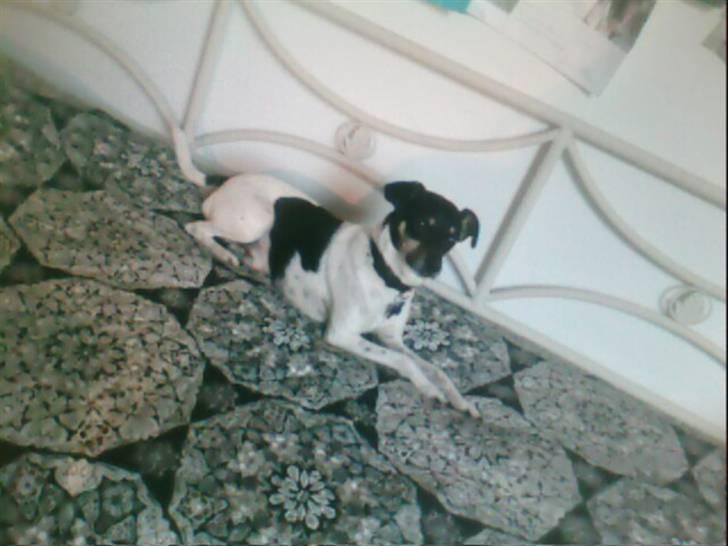 Dansk svensk gaardhund Max *givet væk* :'( billede 9