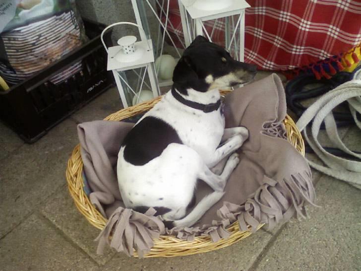 Dansk svensk gaardhund Max *givet væk* :'( billede 10