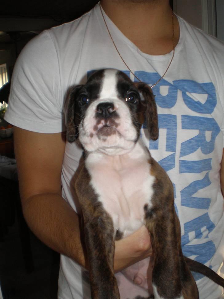 Boxer Aslan - 7 uger ihh jeg er stor  billede 5