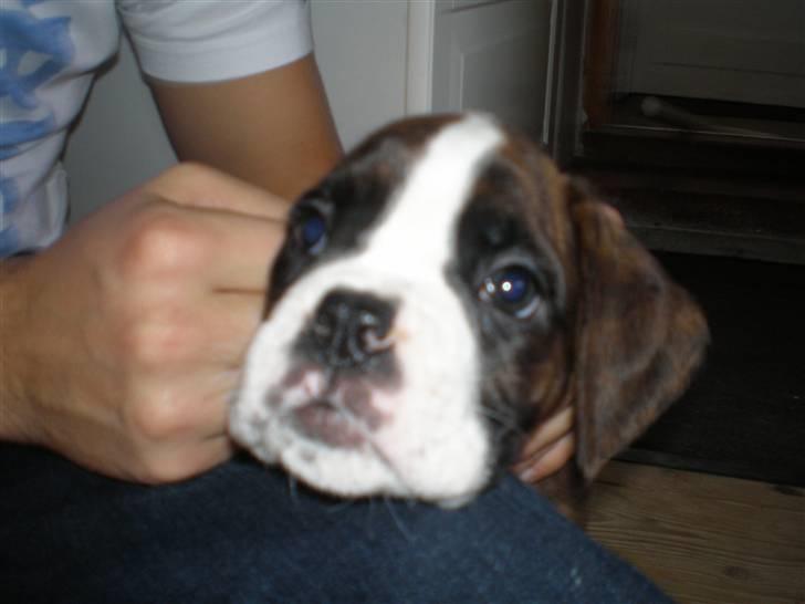 Boxer Aslan - moar er jeg lige så smuk som dig?? billede 6