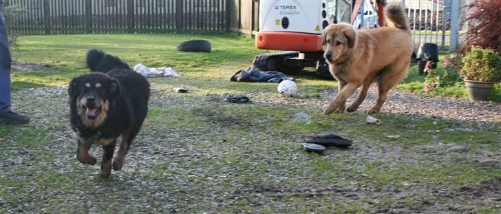Tibetansk mastiff Himmelhund Tesla billede 22