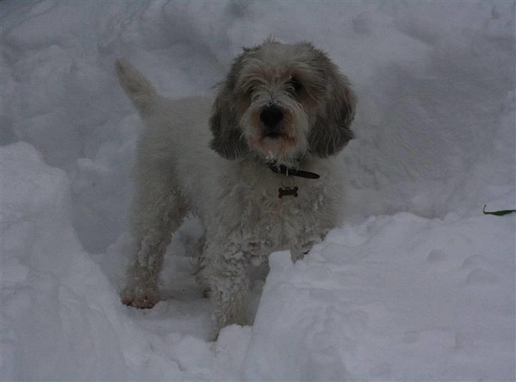 Petit basset griffon wendéen Ludvig - R.I.P. 31/3-11 - Ludvig der er omgivet af meget dyb sne den 17. december 2009 billede 1