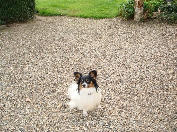 Papillon Rex - venter på de kaster min bold billede 10