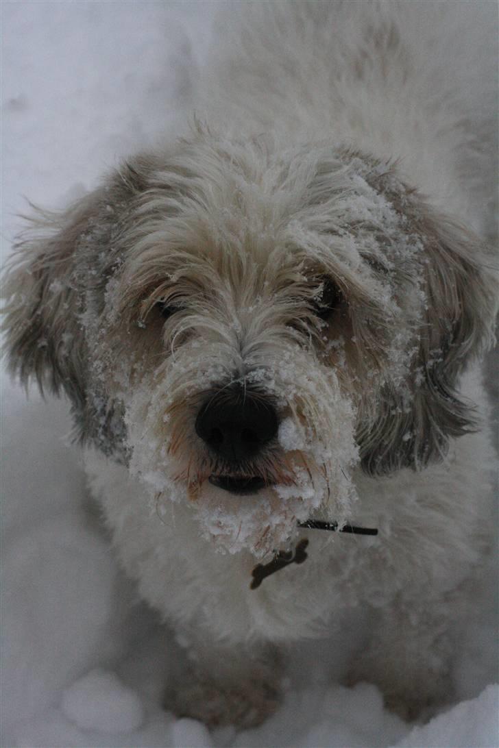 Petit basset griffon wendéen Ludvig - R.I.P. 31/3-11 billede 2