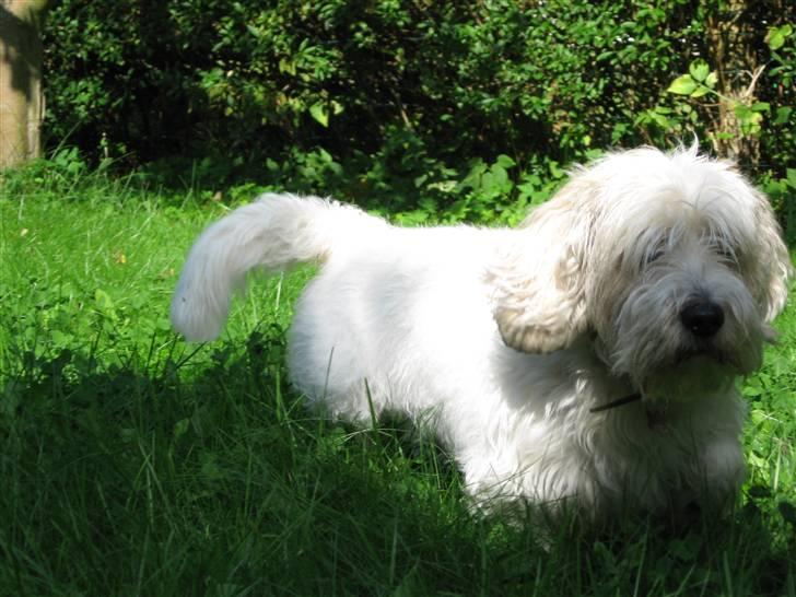 Petit basset griffon wendéen Ludvig - R.I.P. 31/3-11 billede 3