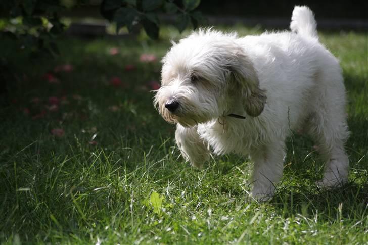 Petit basset griffon wendéen Ludvig - R.I.P. 31/3-11 billede 4