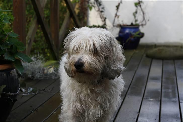 Petit basset griffon wendéen Ludvig - R.I.P. 31/3-11 billede 5