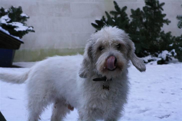 Petit basset griffon wendéen Ludvig - R.I.P. 31/3-11 billede 7