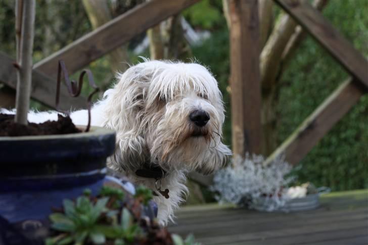 Petit basset griffon wendéen Ludvig - R.I.P. 31/3-11 billede 9