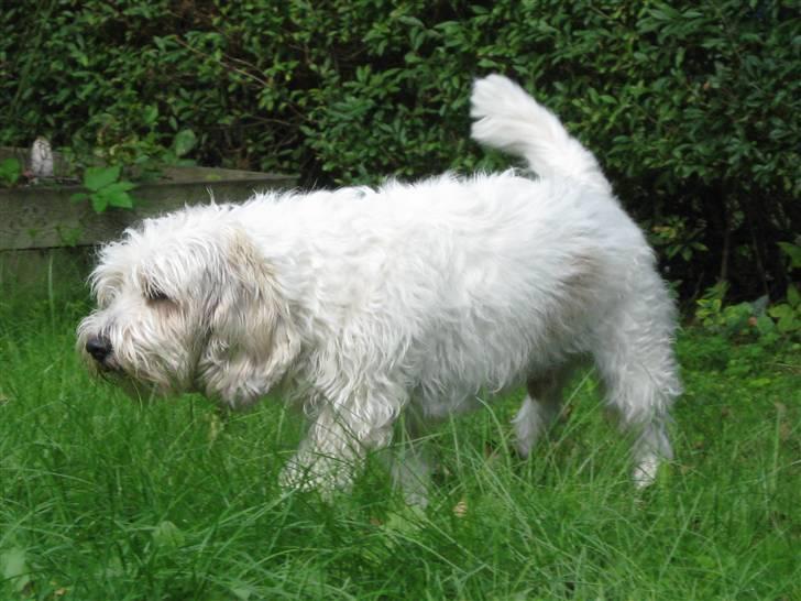 Petit basset griffon wendéen Ludvig - R.I.P. 31/3-11 billede 10