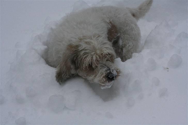 Petit basset griffon wendéen Ludvig - R.I.P. 31/3-11 billede 12