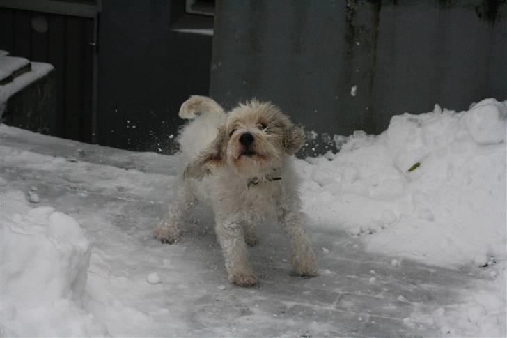 Petit basset griffon wendéen Ludvig - R.I.P. 31/3-11 billede 14