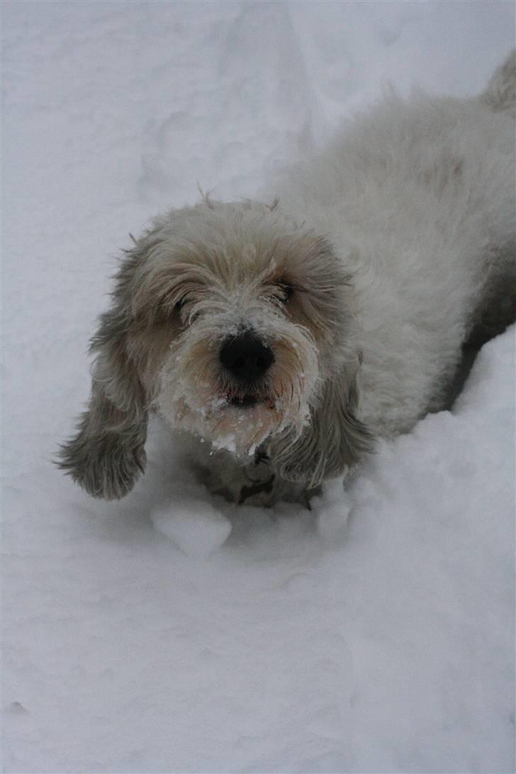 Petit basset griffon wendéen Ludvig - R.I.P. 31/3-11 billede 15