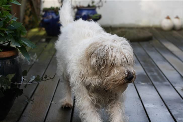 Petit basset griffon wendéen Ludvig - R.I.P. 31/3-11 billede 16