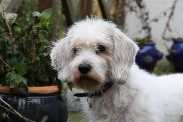 Petit basset griffon wendéen Ludvig - R.I.P. 31/3-11 billede 17