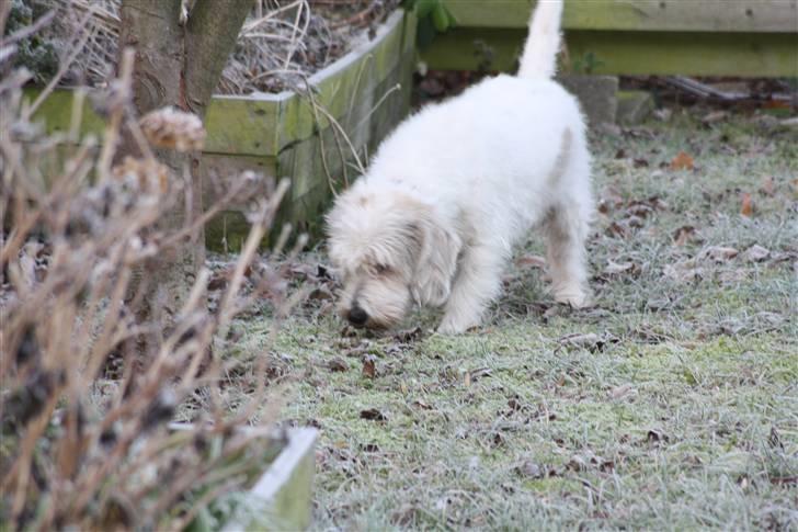 Petit basset griffon wendéen Ludvig - R.I.P. 31/3-11 billede 19