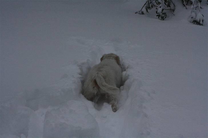 Petit basset griffon wendéen Ludvig - R.I.P. 31/3-11 billede 20