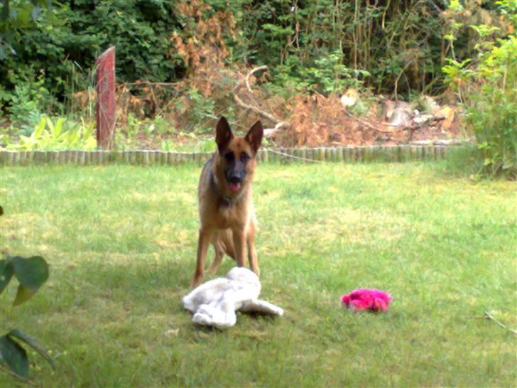Schæferhund Quinnie **SOLGT** billede 1
