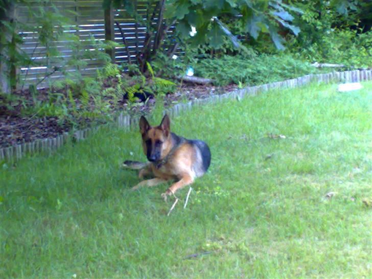 Schæferhund Quinnie **SOLGT** billede 2