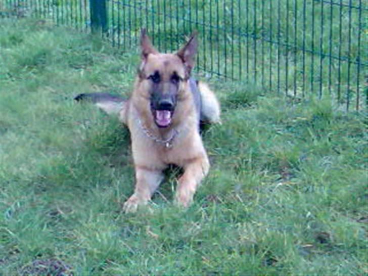 Schæferhund Quinnie **SOLGT** billede 3