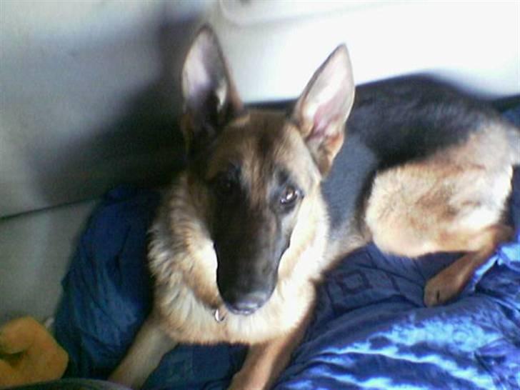 Schæferhund Quinnie **SOLGT** - Elsker at køre lastbil med far billede 5