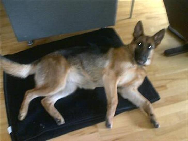 Schæferhund Quinnie **SOLGT** billede 6