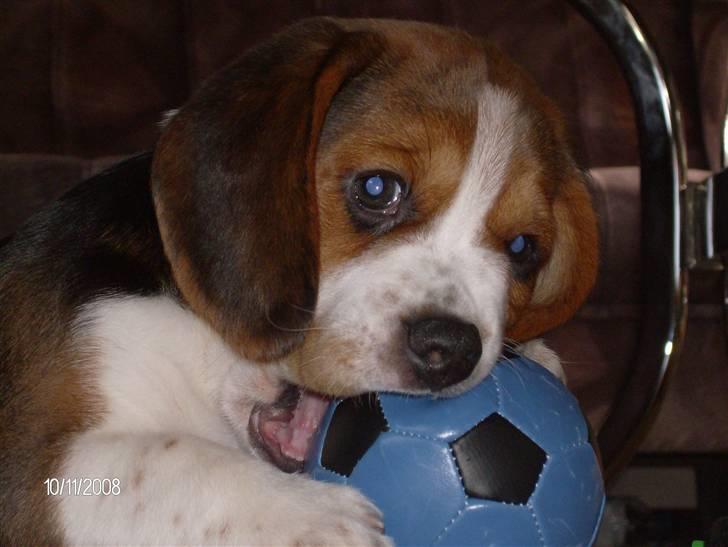 Beagle Diesel - Diesel 8 uger gammel billede 1