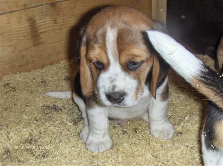 Beagle Diesel - Diesel 6 uger gammel billede 2
