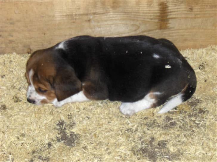 Beagle Diesel billede 3