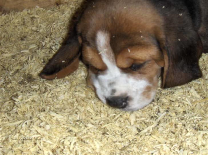 Beagle Diesel billede 4