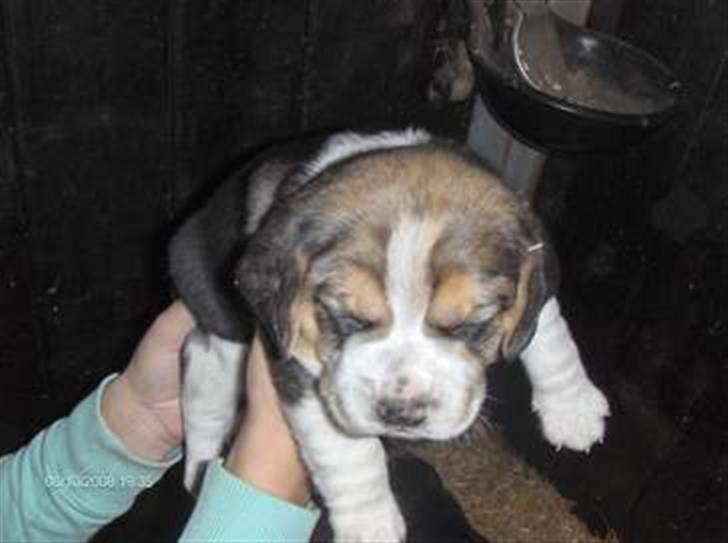 Beagle Diesel - Diesel 4 uger gammel billede 5