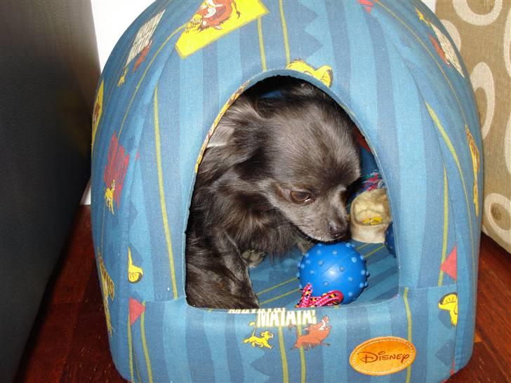 Chihuahua carlos billede 8