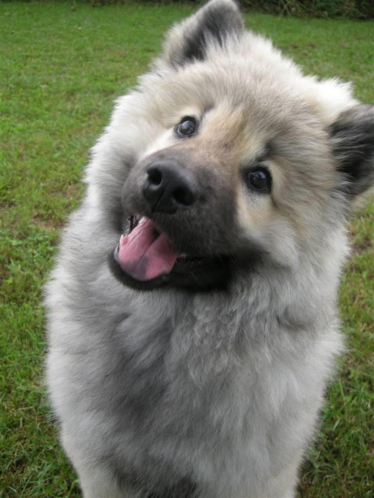 Eurasier kennel Eurojou - vores nye hund. DaQelas Gemini billede 5