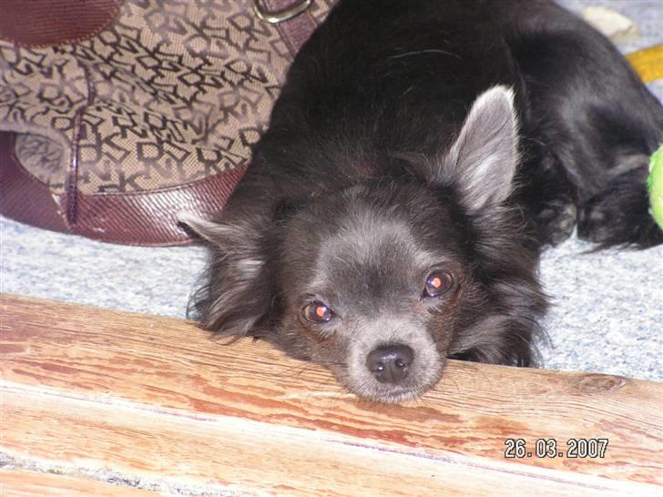 Chihuahua carlos billede 9