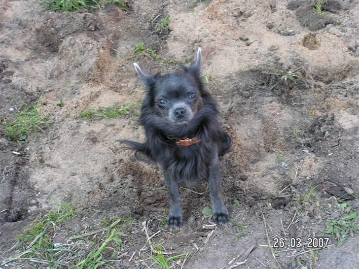 Chihuahua carlos billede 10