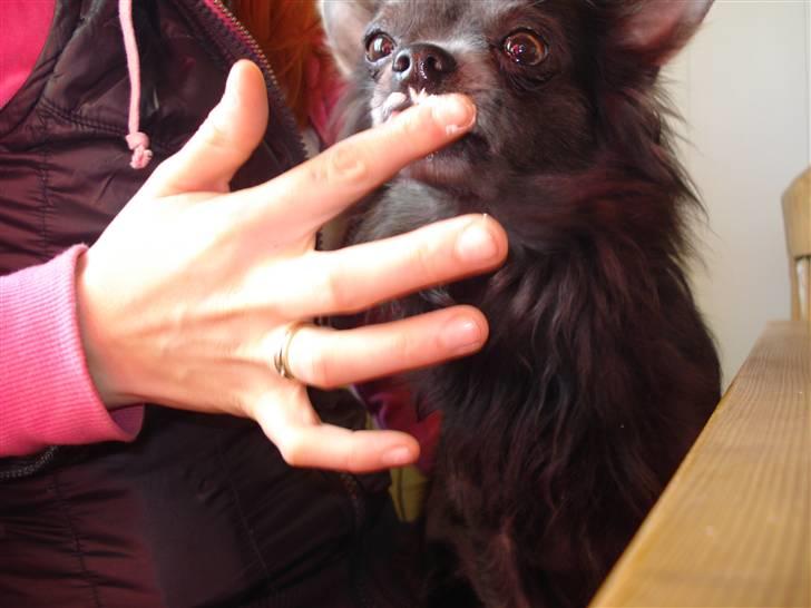 Chihuahua carlos billede 11