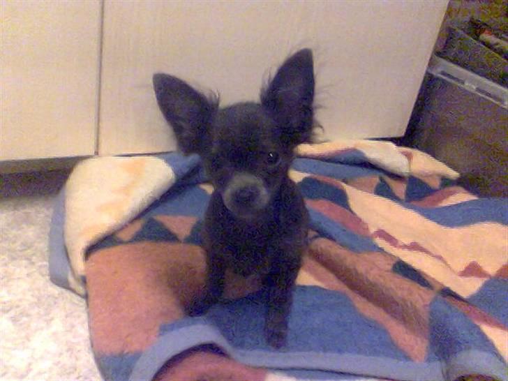 Chihuahua carlos billede 12