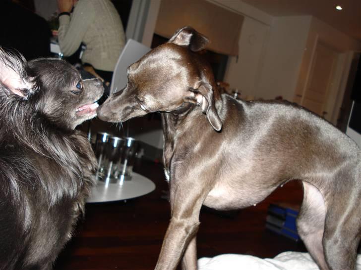 Chihuahua carlos billede 13