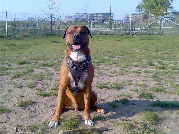 Blanding af racer Apollo # R.I.P # - Apollo, ; Er Jeg ikk flot ?  billede 3