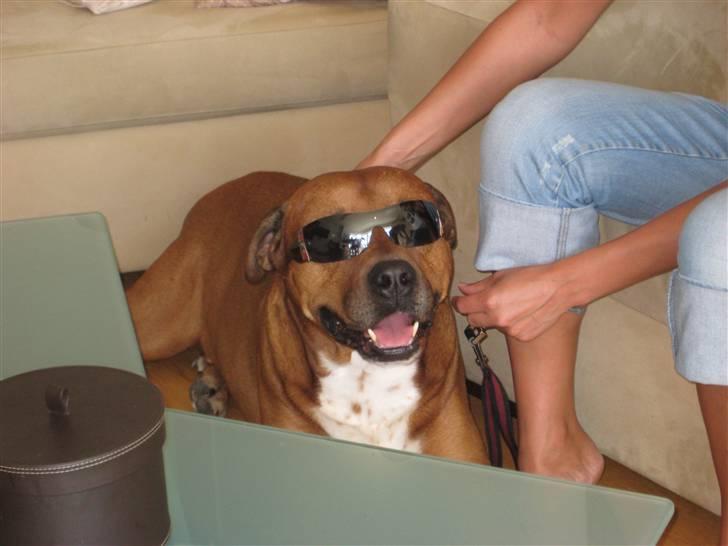 Blanding af racer Apollo # R.I.P # - Slap af de klæder mig de her hva ?  billede 4