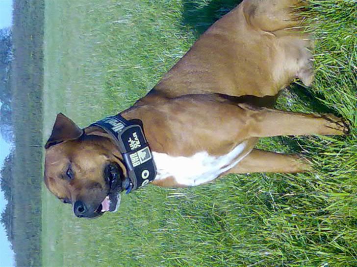 Blanding af racer Apollo # R.I.P # - Apollo, Her er jeg så i profil.....  billede 6