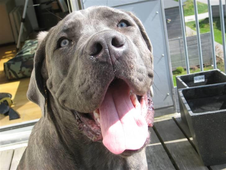 Cane corso Capone - Capone 6 ½ md, sidder og nyder solen, men det er lidt varmt..... billede 3