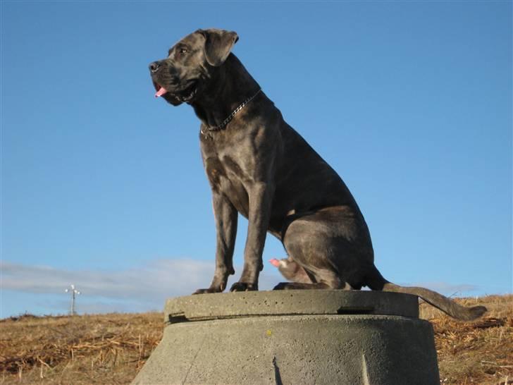 Cane corso Capone - Her er så oz lige et i profil af vores dejlige dreng.... billede 4