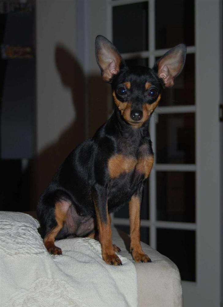 Prazsky krysarik Clea - Så er hun efterhånden blevet en fin voksen dame på et års tid. billede 10